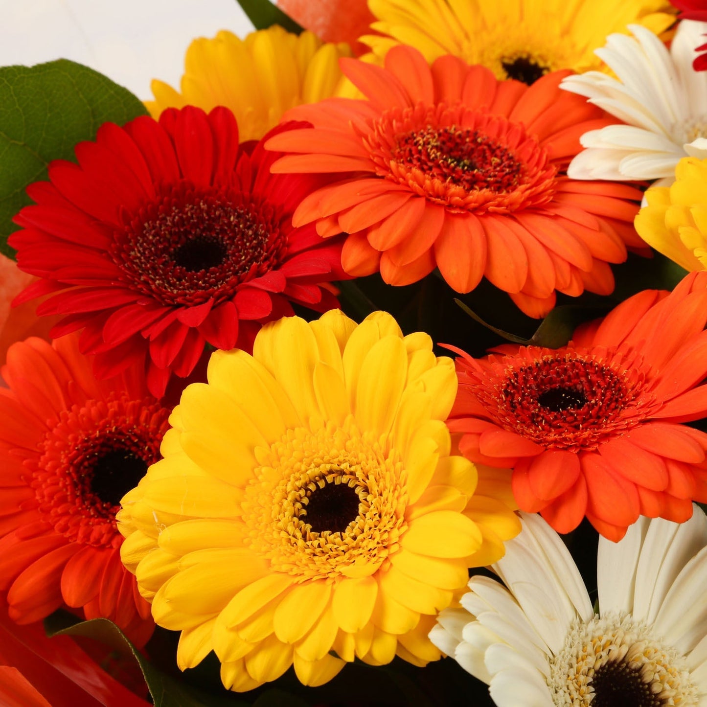 A Gerbera Special Daisy Bouquet